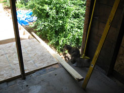 cat, subfloor