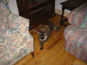 tilly in living room
