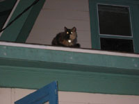 tilly on front roof