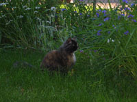 cat in grass