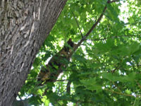 cat in tree