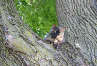 cat in bough
